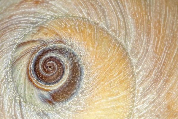 Washington, Seabeck Close-up of moon snail shell